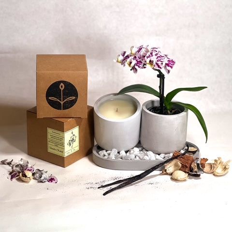 Vanilla Orchid - Scentsation