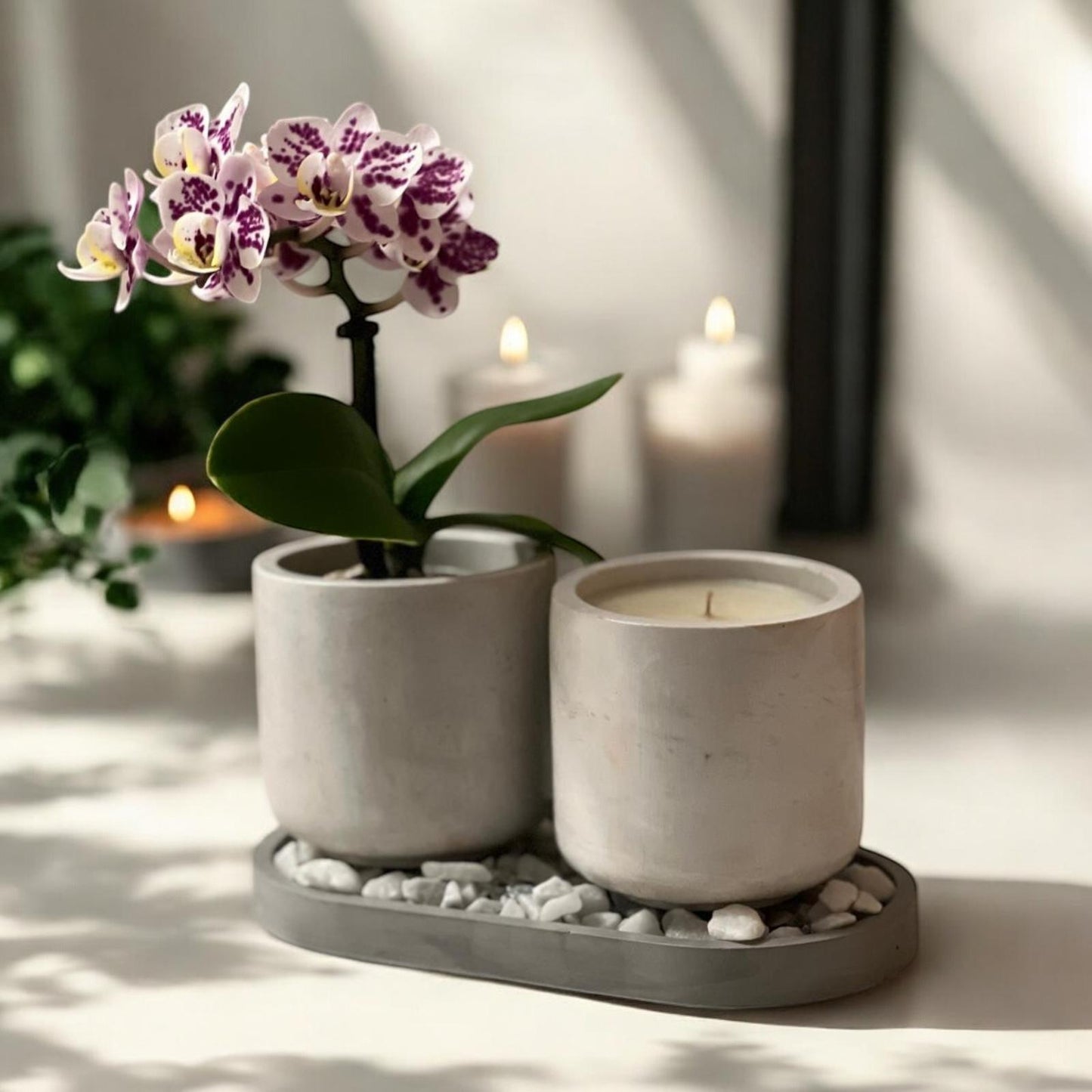 Vanilla Orchid - Scentsation